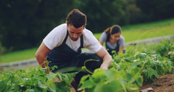 Petani Pasangan Dan Penanaman Tanaman Lapangan Dan Pertanian Tanaman Sayur — Stok Video