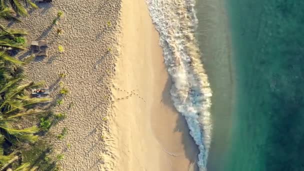 在热带海滩度过夏天 假日和假期 在自然 水和沙滩上的费用 海浪和海洋 室外和棕榈树上的海洋 潮汐景观和自然海浪 无人俯瞰 — 图库视频影像