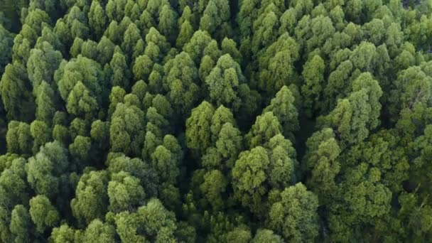 Drone Forêt Arbres Dessus Dans Nature Jungle Croissance Des Terres — Video