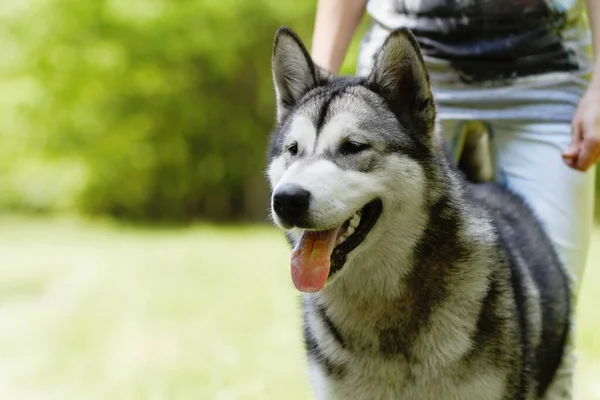 Cão Husky Pessoa Brincando Parque Para Caminhar Treinar Unir Sol — Fotografia de Stock