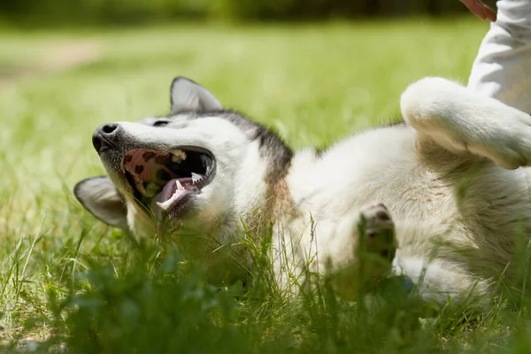 Husky Kutya Játszik Parkban Séta Edzés Szabadtéri Kaland Nyári Napsütésben — Stock Fotó
