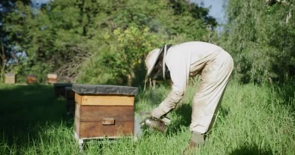 Bees Farming Beekeeper Smoke Hive Honey Propolis Honeycomb Pollen Production — Stock Video
