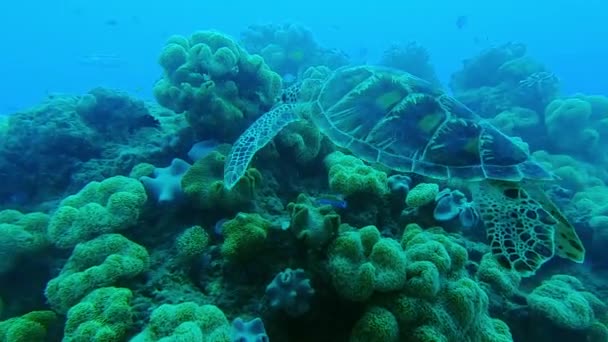 Natureza Recife Coral Natação Com Tartaruga Oceano Para Aventura Subaquática — Vídeo de Stock