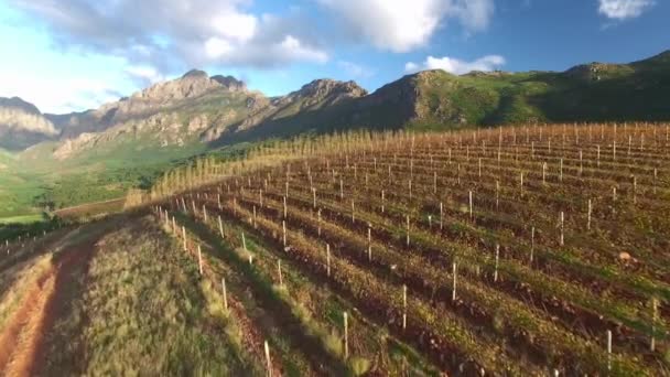 Winogrona Winnicy Lub Gospodarstwie Rolnym Gruntach Pod Zrównoważony Rozwój Wzrost — Wideo stockowe