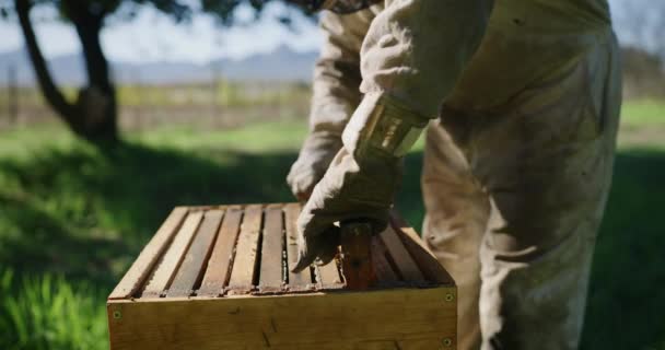 Méhfarm Keret Méhész Mézzel Propolisz Méhsejt Pollen Termeléséhez Fenntartható Méhészet — Stock videók