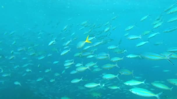 École Poissons Nageant Dans Océan Mer Écosystème Sous Marin Pour — Video