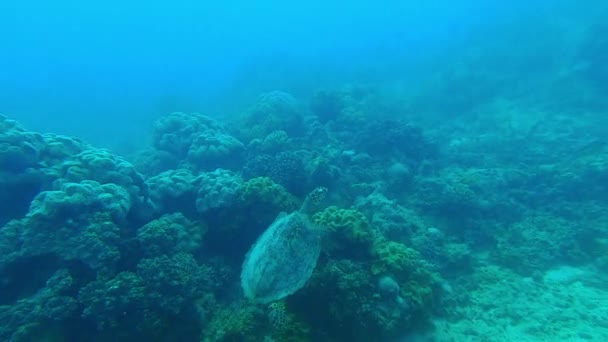Fisk Korallrev Och Bad Med Sköldpadda Havet För Undervattens Sommar — Stockvideo