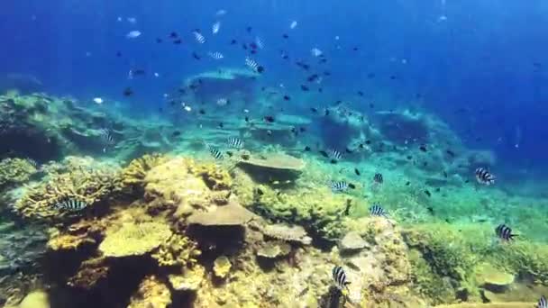 스쿠버 다이빙 수중의 물고기 자유와 평화와 아쿠아 스노클링 — 비디오