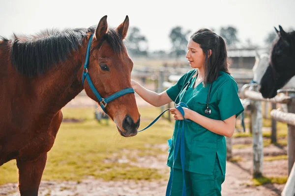 田舎の健康と健康のための馬 女性の獣医学と医学の試験屋外 牧場で動物と一緒に医者 専門看護師または獣医に助けを求める — ストック写真