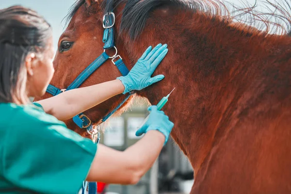 Kůň Žena Veterinární Injekční Venkovní Pro Zdraví Wellness Venkově Doktor — Stock fotografie