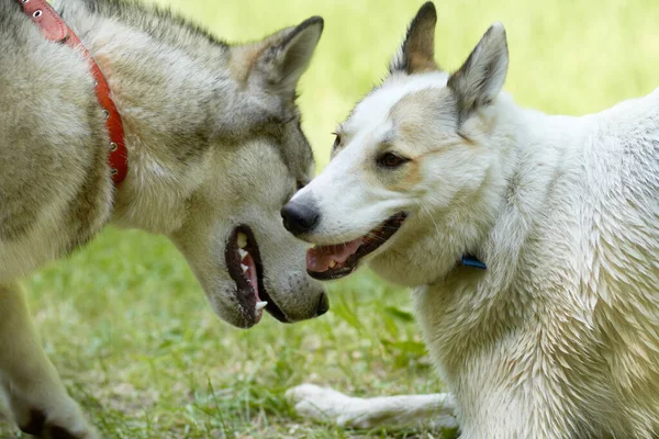 Hundar Lek Och Parkera Med Djurmöte Gräs Sommaren Tillsammans Med — Stockfoto