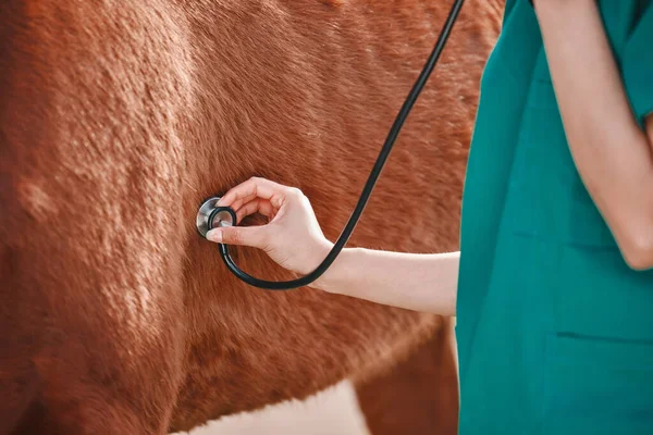 Kůň Žena Veterinární Stetoskop Ruce Venkovní Pro Zdraví Wellness Lékař — Stock fotografie