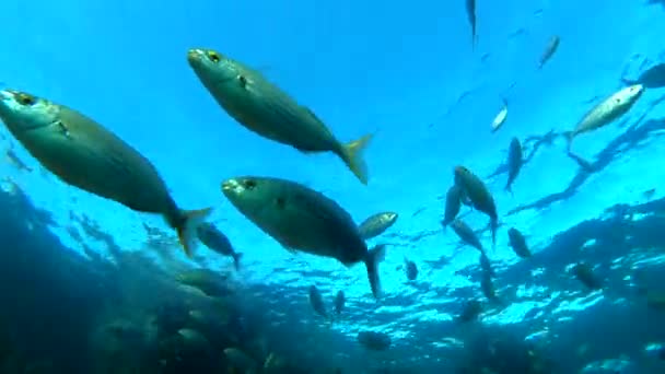 Escola Peixes Nadando Oceano Água Natureza Ambiente Juntos Aquário Verão — Vídeo de Stock