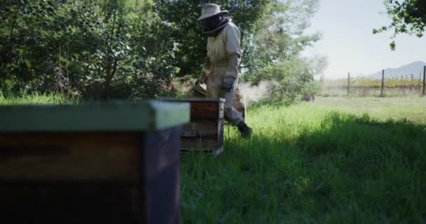 蜂房和养蜂人与烟雾机蜂蜜 蜂窝和花粉生产 可持续农业和农民采集农产品 有机和天然粮食的冷静蜜蜂 — 图库视频影像