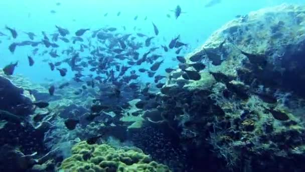 스쿠버 다이빙 그리고 물고기 자유와 평화롭고 아쿠아 호주에서 스노클링 모험을 — 비디오