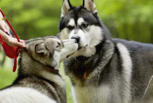 Cães Cheirar Estacionar Com Reunião Animal Grama Verão Juntamente Com — Fotografia de Stock