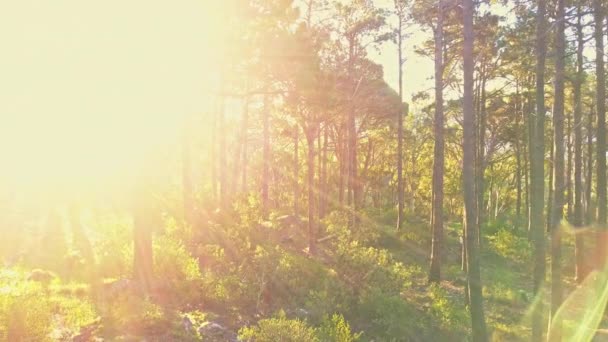 Дерева Ліси Сонячне Світло Природі Відкриті Сільські Місцевості Зростання Листя — стокове відео