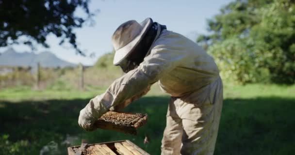 生态友好的养蜂业和农业工人与蜜蜂和蜂蜜农业 可持续性 蜂蜡收获和员工穿着防弹衣在野外与昆虫农民一起工作 — 图库视频影像