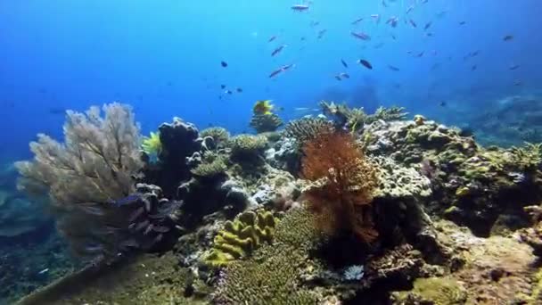 Korallrev Fisk Och Växter Blått Havsvatten Naturen Med Tropiskt Djurliv — Stockvideo
