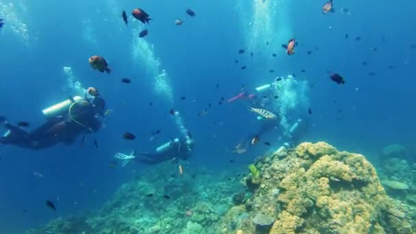 Subacuático Buceo Personas Nadando Por Libertad Explorar Aventura Con Peces — Vídeo de stock
