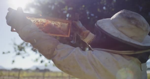 Bienenrahmen Landwirtschaft Und Imker Mit Bienenstock Für Honig Für Propolis — Stockvideo