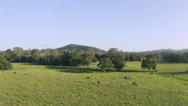 Drohne Bauernhof Und Landwirtschaft Mit Kühen Auf Dem Feld Für — Stockvideo