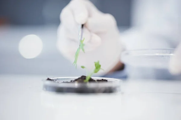Ciencias Las Plantas Investigación Primeras Manos Para Análisis Una Hoja — Foto de Stock