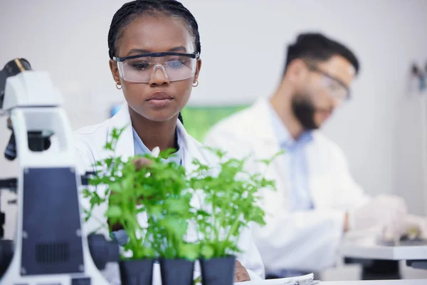 Plantas Ciencia Mujer Negra Escribiendo Para Investigación Inspección Cannabis Innovación — Foto de Stock