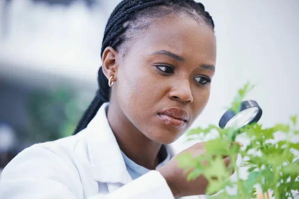 Hierba Lupa Mujer Científica Para Inspección Del Crecimiento Investigación Sobre — Foto de Stock