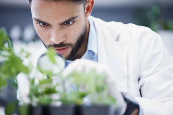 Rośliny Szkło Powiększające Człowiek Naukowiec Roztworze Laboratoryjnym Kontrola Wzrostu Analizy — Zdjęcie stockowe