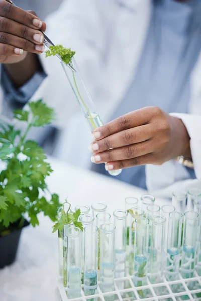 Ręce Roślina Naukowiec Laboratorium Probówkami Eksperymenty Lub Badania Liściach Wzrost — Zdjęcie stockowe