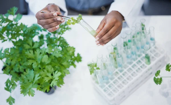 Växt Händer Och Forskare Laboratorium Med Provrör Experiment Eller Forskning — Stockfoto
