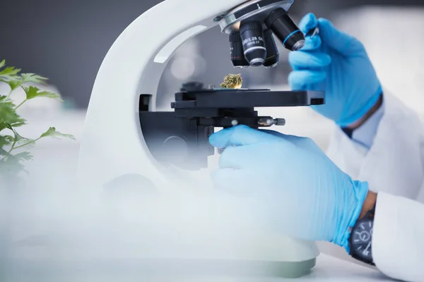Weed Microscope Hands Scientist Laboratory Research Marijuana Experiment Analysis Test — Photo