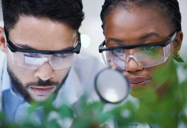 Växter Samarbete Eller Forskare Med Förstoringsglas För Tillväxt Eller Medicinforskning — Stockfoto