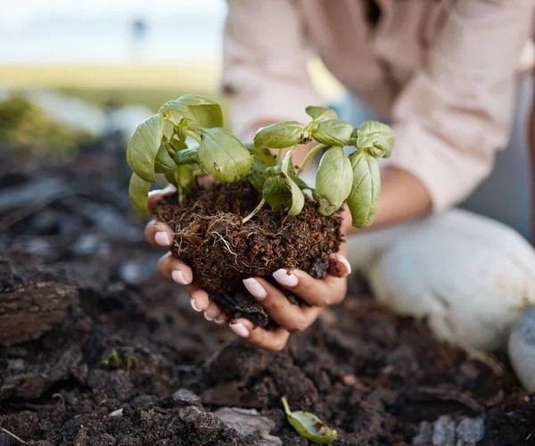 Planta Jardinagem Mulheres Mãos Solo Para Sustentabilidade Agricultura Ecológica Desenvolvimento — Fotografia de Stock