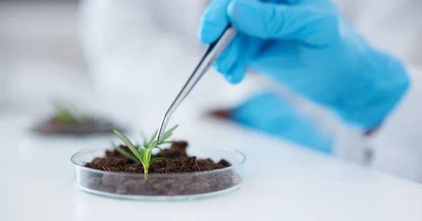 식물학 표본을 식물을 과학자들 이었습니다 실험실에서의 성장을 농업을 페트리 접시를 — 스톡 사진