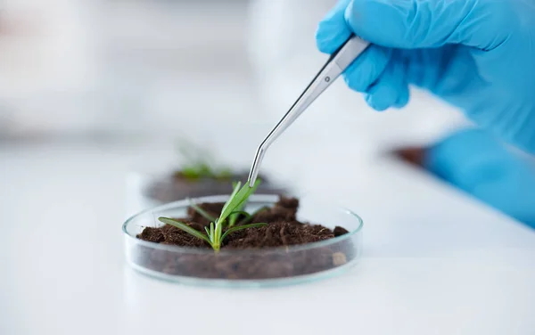 Mãos Pinça Ciência Com Planta Para Pesquisa Experimento Folha Cientista — Fotografia de Stock
