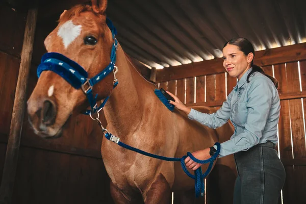 納屋で彼女の馬と女性は ジョッキーとして訓練する前に毛皮を磨く スポーツ 女性のライダーは 馬のイベントや趣味の安定した準備で彼女のペットを掃除 — ストック写真