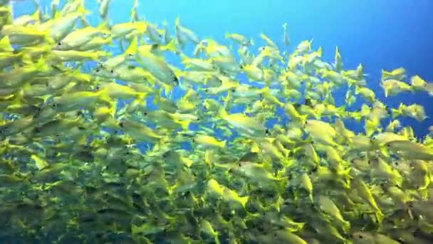 Peces Amarillos Escuela Libertad Agua Del Océano Con Buceo Animales — Vídeos de Stock