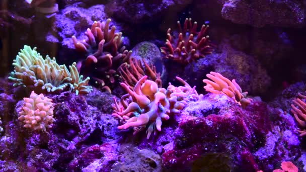 Timelapse Récif Corallien Poissons Nageant Dans Océan Nature Vie Marine — Video