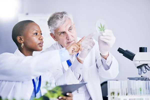 Forskare Team Och Analys Marijuanablad Naturvetenskapliga Studier För Medicinsk Forskning — Stockfoto