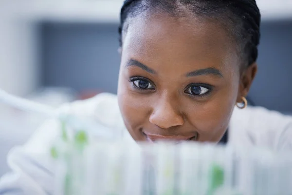 Investigación Mujer Negra Científica Con Plantas Tubos Ensayo Para Análisis — Foto de Stock