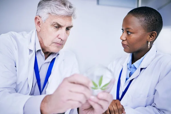 Onkruid Petrischaal Wetenschappers Voor Onderzoek Groeianalyse Cannabis Medicijn Oplossing Advies — Stockfoto