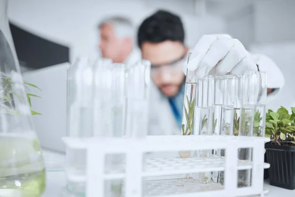 stock image Science, test tube and man with plant in laboratory for research, biology and study medicine. Healthcare, agriculture and male scientist with samples for sustainable medical development and analysis.