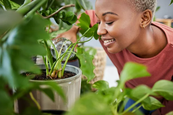 Mulher Negra Água Plantas Casa Com Crescimento Jardim Estufa Jardinagem — Fotografia de Stock