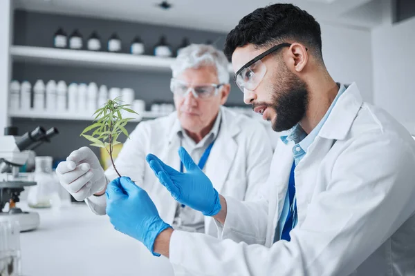 Nauka Konopie Indyjskie Mężczyźni Roślinami Laboratorium Medycznym Badań Biologii Medycyny — Zdjęcie stockowe