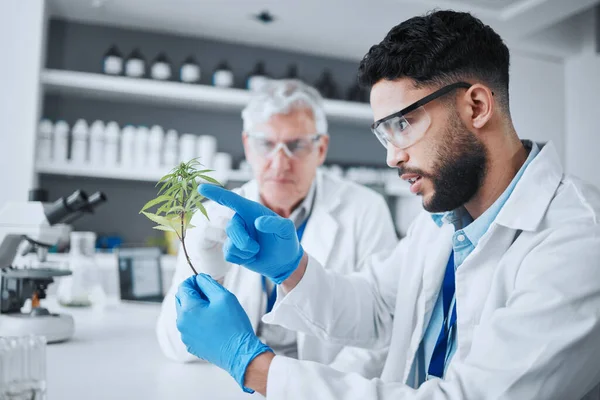 생물학 연구를 위하여 식물을 가지고 과학자들 실험실에 그리고 치료를 대마초나 — 스톡 사진