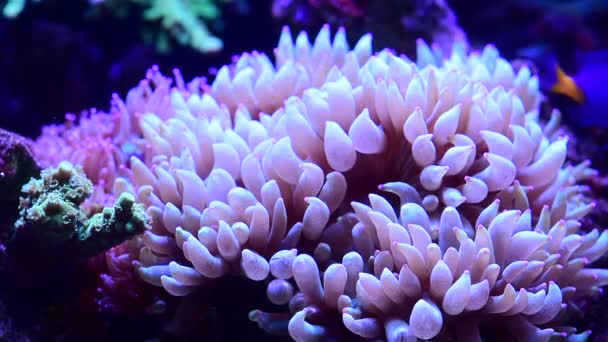 Morski Anemon Ryby Zbliżenie Roślin Rafie Koralowej Dla Naturalnego Krajobrazu — Wideo stockowe