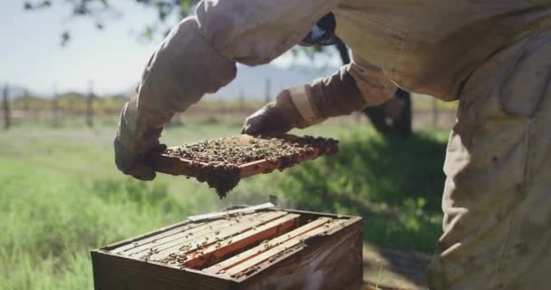 蜂窝蜂房 养蜂人和农场工人的工作与蜜蜂和蜂蜜农业 可持续性 蜂蜡收获和员工穿着防弹衣在野外与昆虫农民一起工作 — 图库视频影像