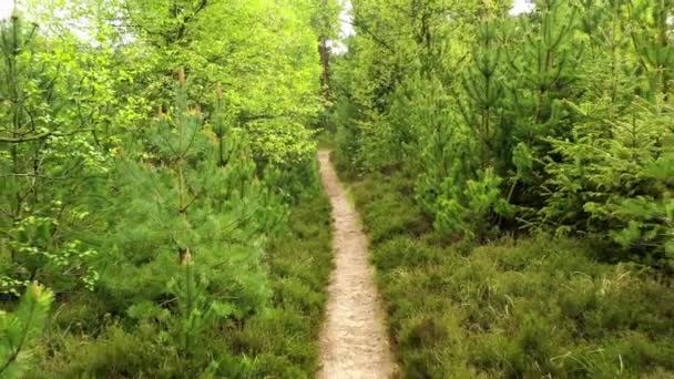 Las Drzewa Ścieżka Krajobrazu Naturalnego Krzewów Roślin Zewnątrz Ścieżka Ekologiczna — Wideo stockowe
